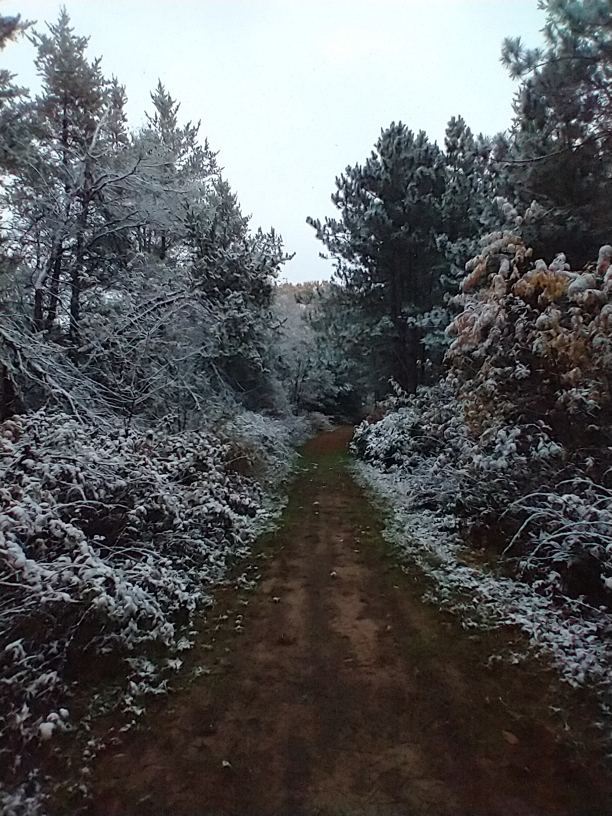 Connecting Emotions to Wellness